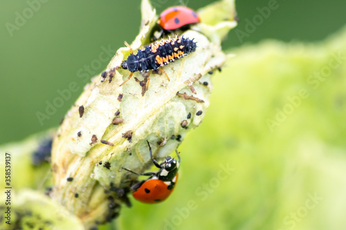 Spikey ladybug larvae hunting for louses on a green plant as useful animal and beneficial organism helps garden lovers protect the plants from pests like louses and bring luck and good fortune