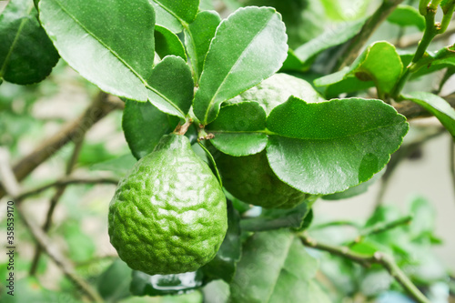 Fresh organic green bergamot fruits on the tree