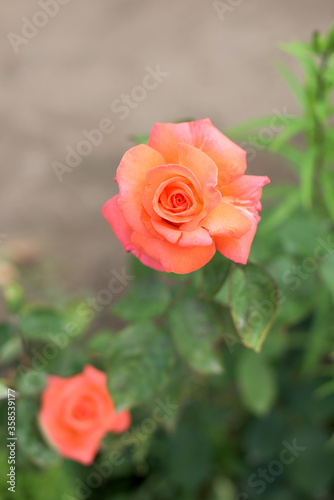 Beautiful orange rose in a flower garden