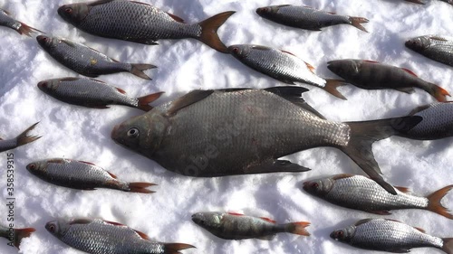 Ice fishing. Catch fish from under ice on North river. Fish on white snow (roach, bream, perch). Fishing composition of species of fish for Christmas. Fishmen Christmas and fish as food of Jesus
 photo