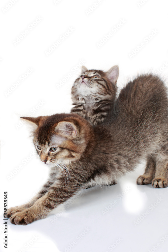 Two cute brown kitten