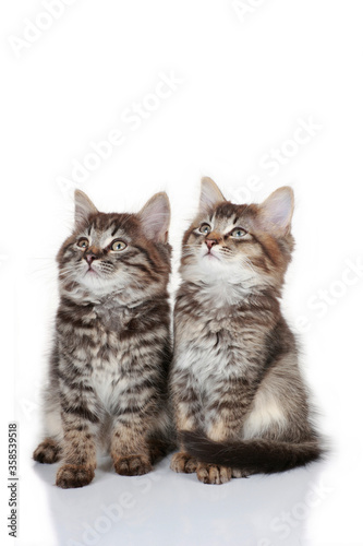 Two cute kitten isolated