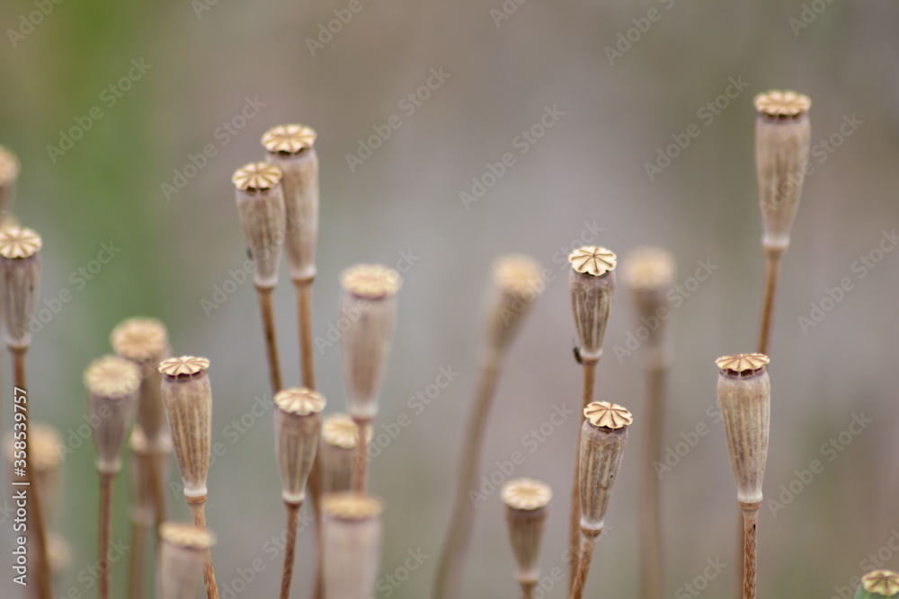 Tender poppy flower heads without petals show a romantic scenery and blurry background with a selective focus and a lot of copy space - a natural background with floral atmosphere in summer