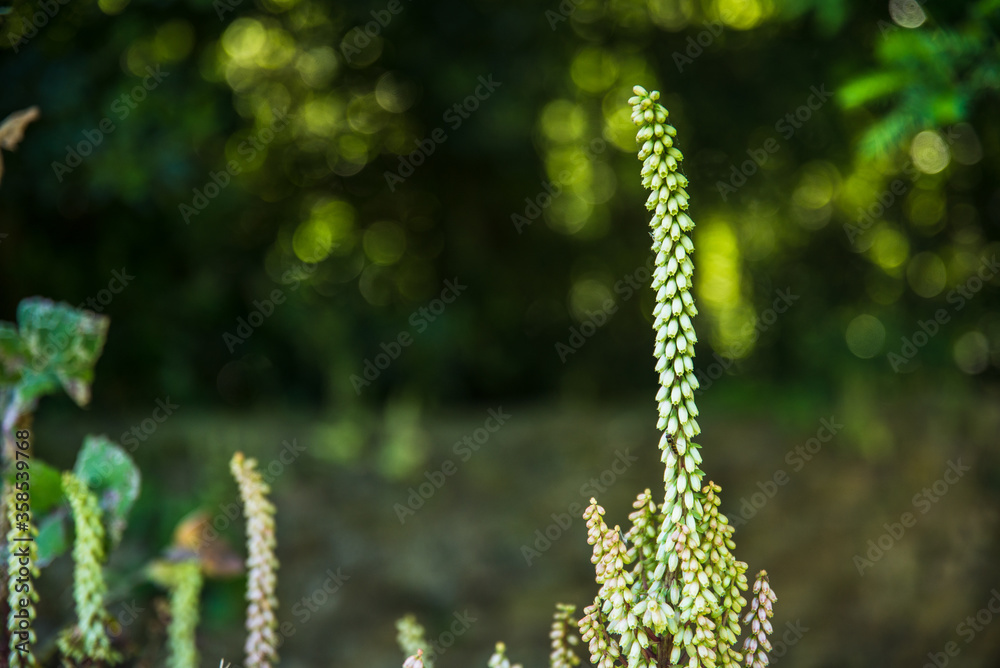 Fleur sur muret - nombril de vénus Fleur sur muret - nombril de vénus