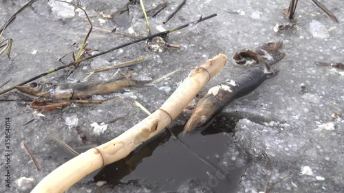 Ichthyology. Winter kill in the case of thick ice, anoxia. Rotten northern pike (Esox lucius) on a spring pond freed from ice
 photo