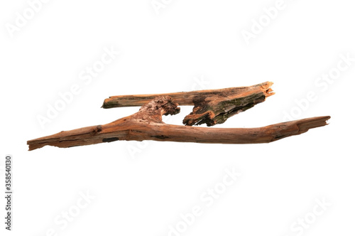 dry oak branch isolated on white background