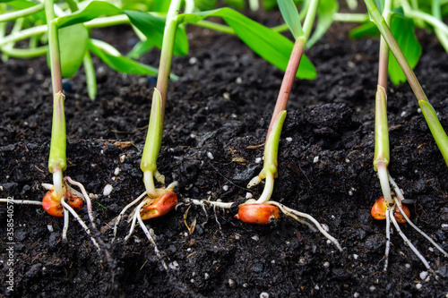sprouts of corn soil with exposed roots emanating from grain