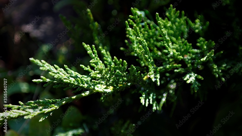 juniper juniper