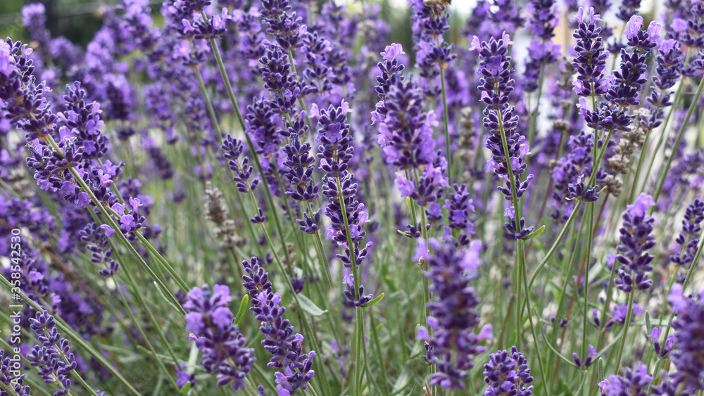 Obraz premium Lavendel, französische Impession, lila Lavendelblüte