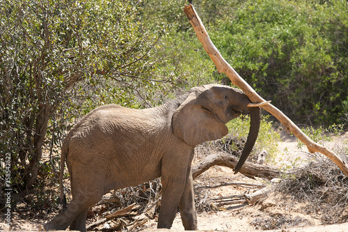 Very rare wild desert elephant playing with tree trunk a  in Hoanib river valley, Kunene, Damaraland, Kaokoveld, Kaokoland, Sesfontein, Namibia photo