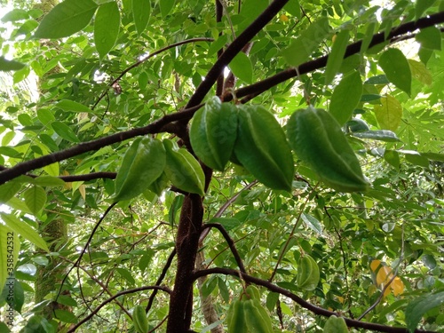 green leaves on tree