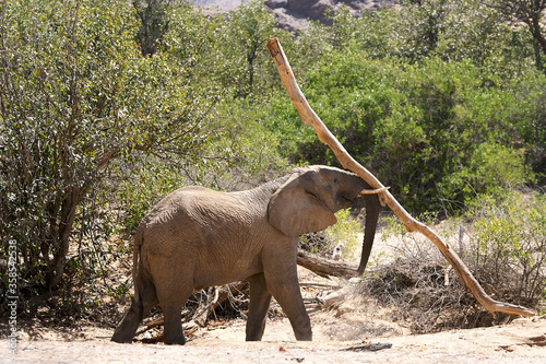 Very rare wild desert elephant playing with tree trunk a  in Hoanib river valley, Kunene, Damaraland, Kaokoveld, Kaokoland, Sesfontein, Namibia