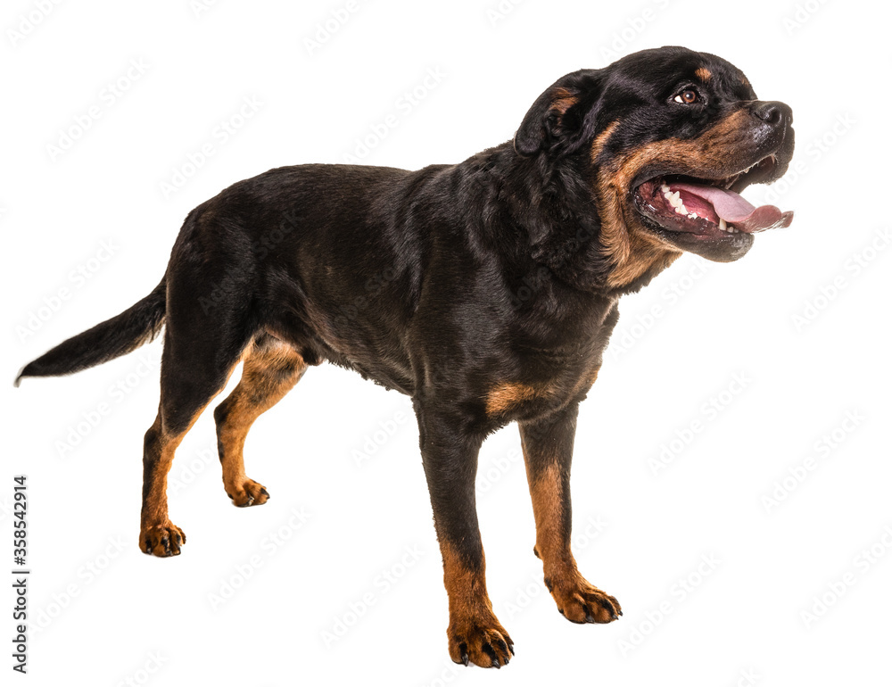 Portrait Of Cute Black Rottweiler Puppy.