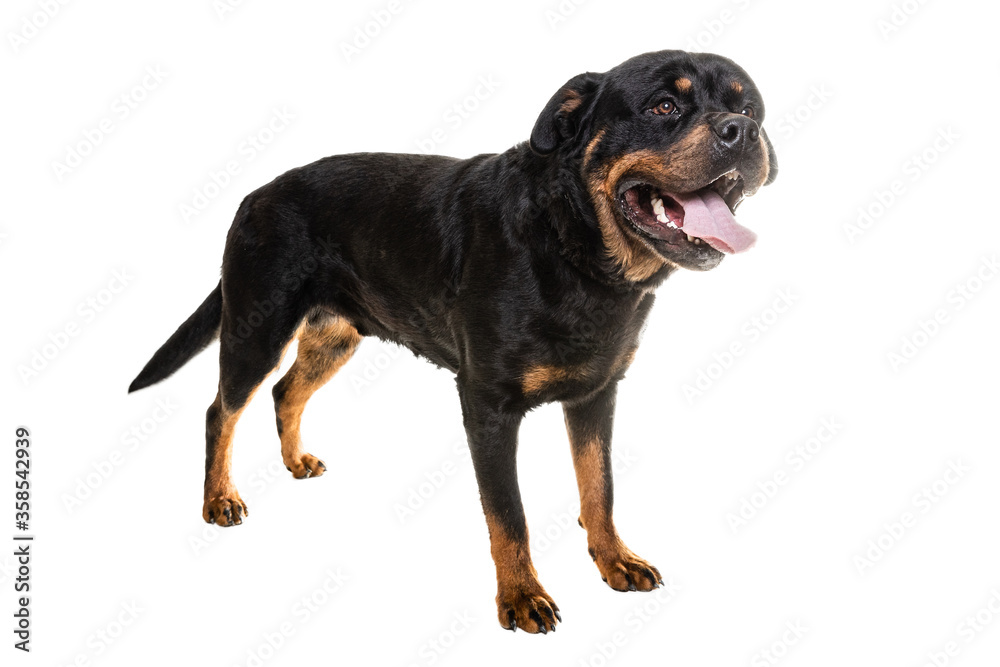 Obraz premium Portrait Of Cute Black Rottweiler Puppy.