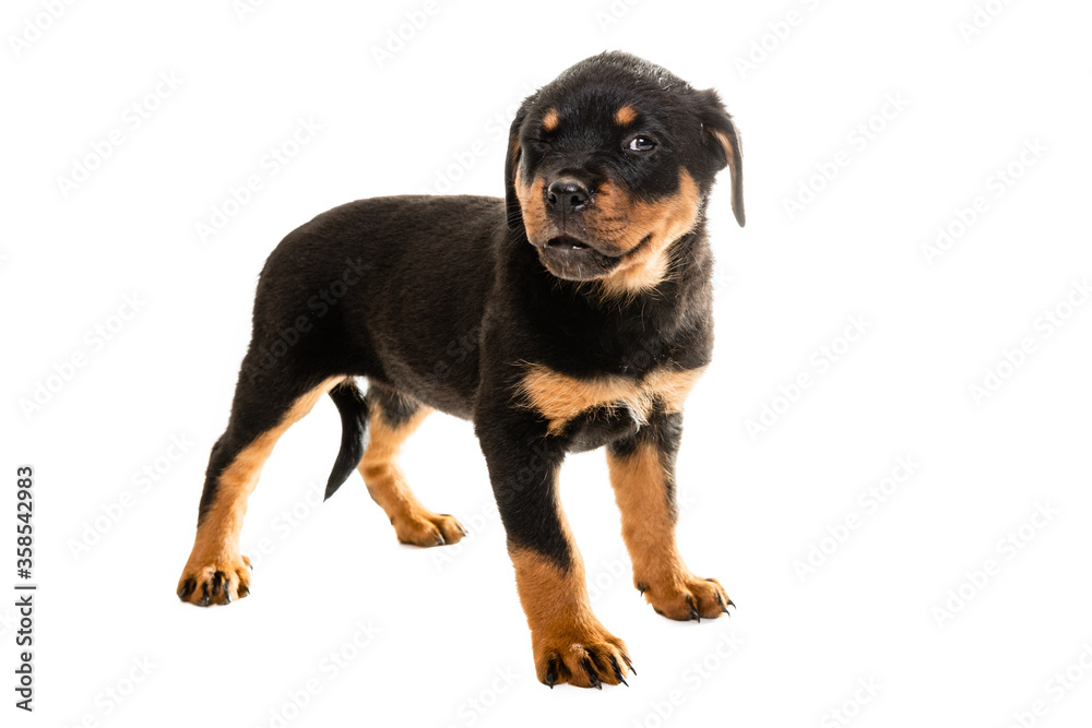 Portrait Of Cute Black Rottweiler Puppy.