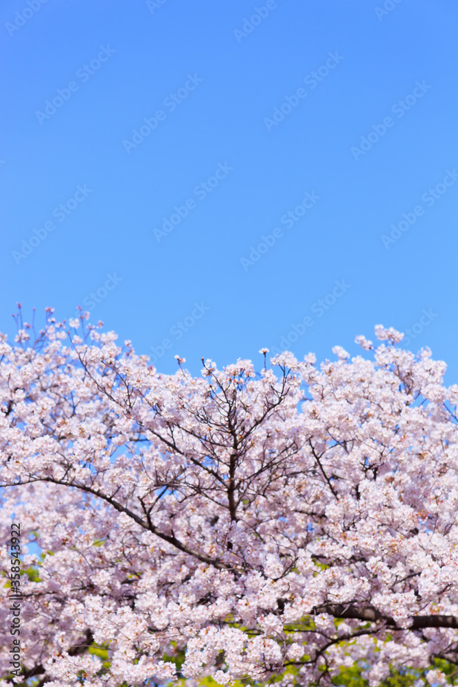満開の桜と青空。