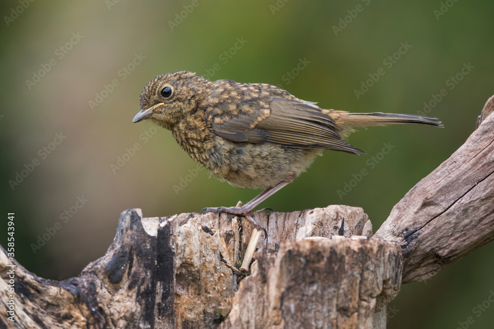 Fototapeta premium Juvenile Robin