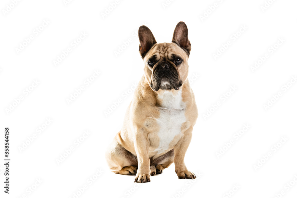 Fototapeta premium Full Length Portrait Of Cute French Bulldog