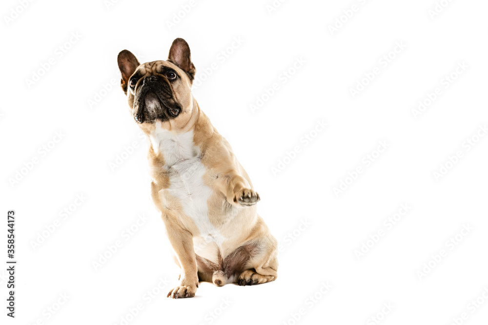 Full Length Portrait Of Cute French Bulldog