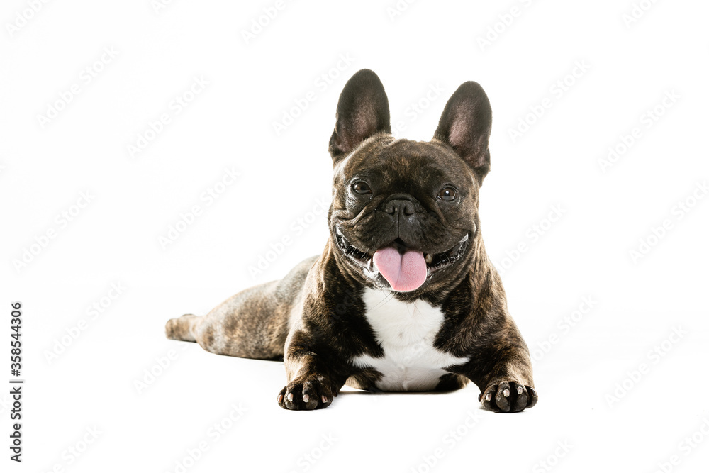 Full Length Portrait Of Cute French Bulldog.