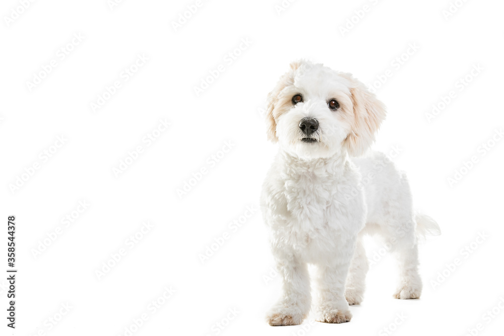 Cute Maltese Puppy Against White Background.