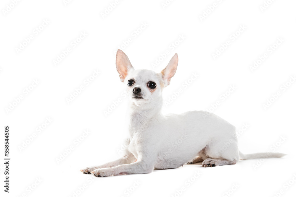 Chihuahua Lap Dog Sitting On White Background.