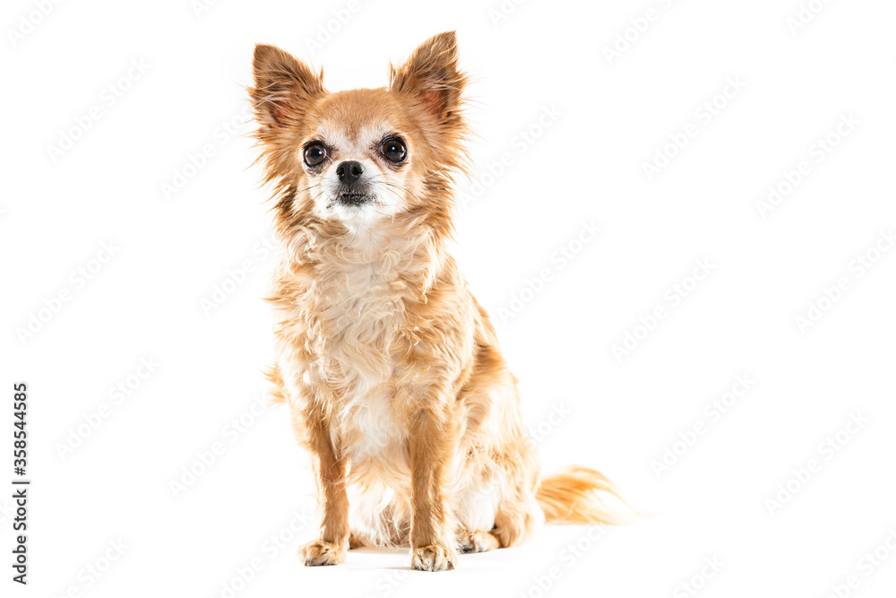 Full length of black and beige Chihuahua lap dogs sitting against white background Full length of black and beige Chihuahua lap dogs sitting against white background