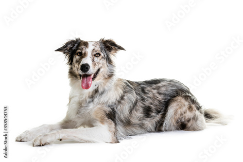 Mixed breed dog sitting on white background.
