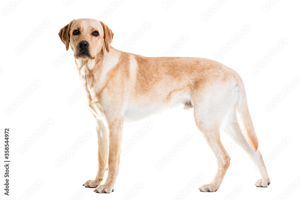 Full Length Of Labrador Retriever Looking Away.. Full Length Of Labrador Retriever Looking Away..