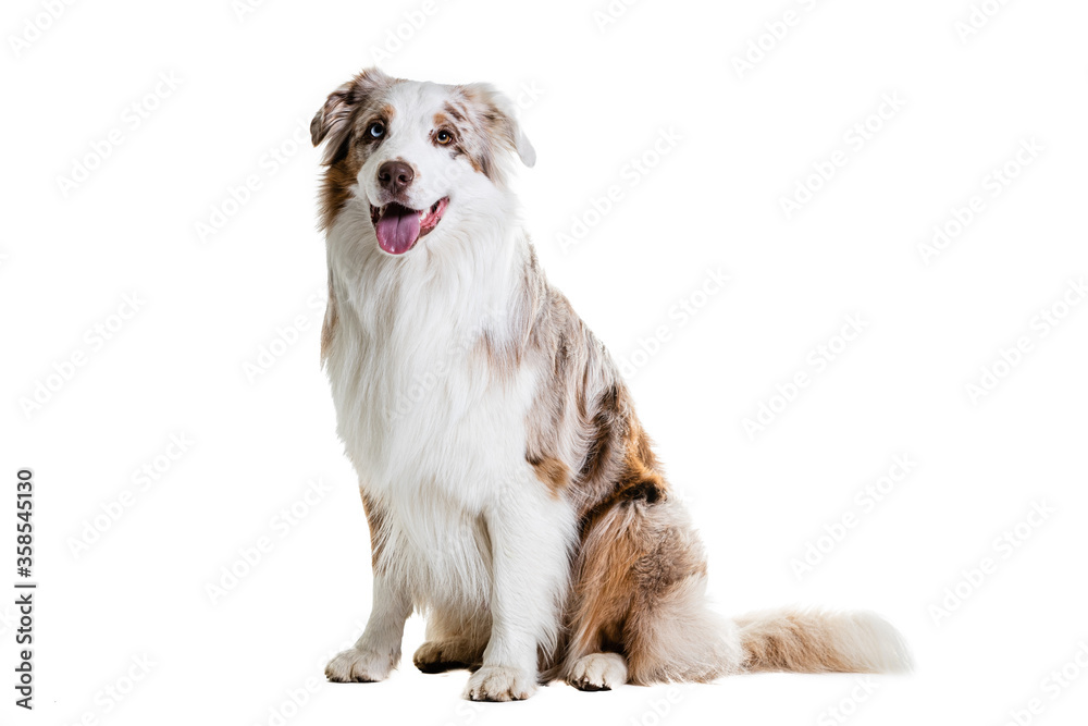 Fototapeta premium Full Length Of Australian Shepherd Panting.