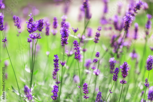Lavender flowers in the sunlight, lavender field in summer. Shallow Dof, blured background.
