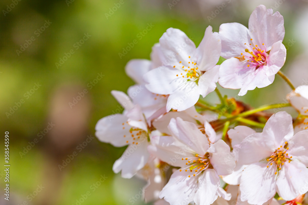 桜満開(4月)