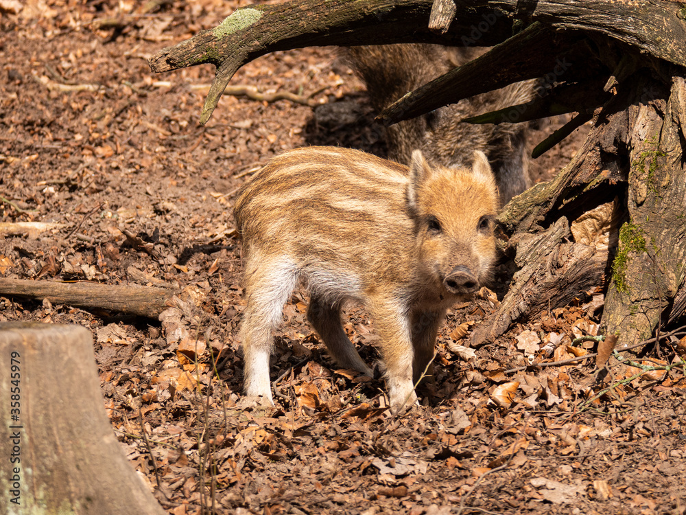 Neugieriges Wildschweinfrischling Neugieriges Wildschweinfrischling