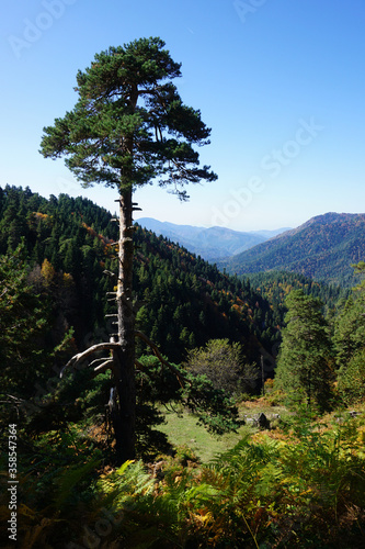 Spring scene from Yedigoller, Bolu/Turkey.