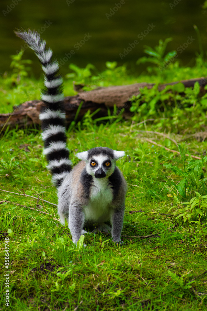 Closeup of many lemur animals
