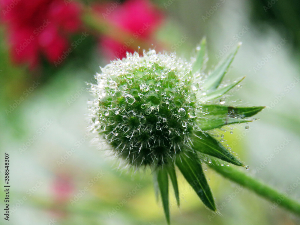 close up macro shot of a thistle with water droplets close up macro shot of a thistle with water droplets