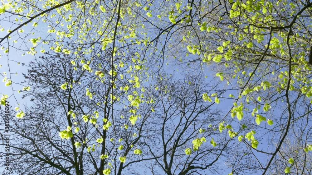 Weisser Kirschblüten auf Kirschbaum aus der Froschperspektive, Blauer Himmel Weisser Kirschblüten auf Kirschbaum aus der Froschperspektive, Blauer Himmel