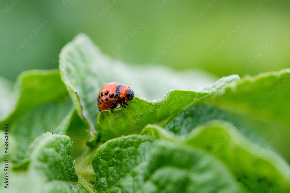 Young bad beetle bug Leptinotarsa decemlineata eating green potato leaf, close up macro shot, farming, growing vegetables concept Young bad beetle bug Leptinotarsa decemlineata eating green potato leaf, close up macro shot, farming, growing vegetables concept