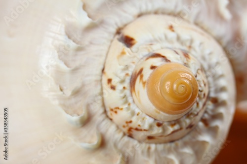 Detail of a sea shell. Close up of beautiful nautical shell.