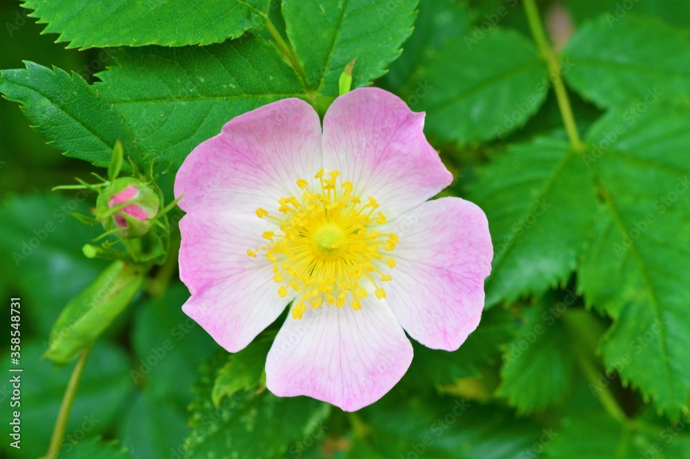 Close-up image of a Dog Rose (Rosa canina).