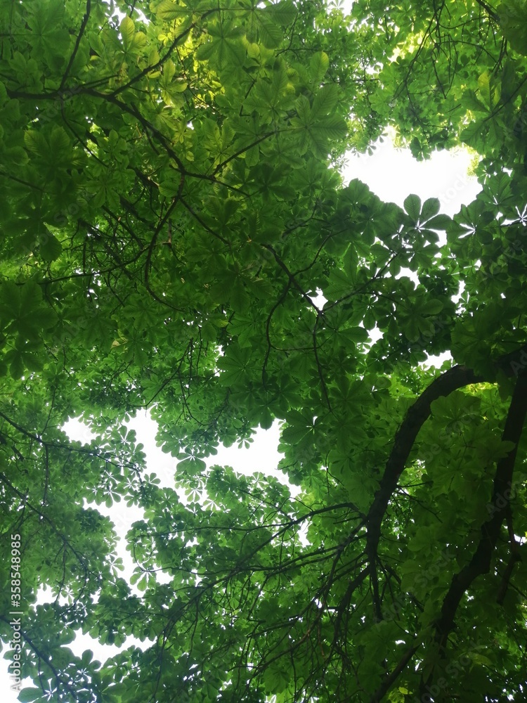 Fototapeta premium Sweet chestnut tree canopy against a clear sky