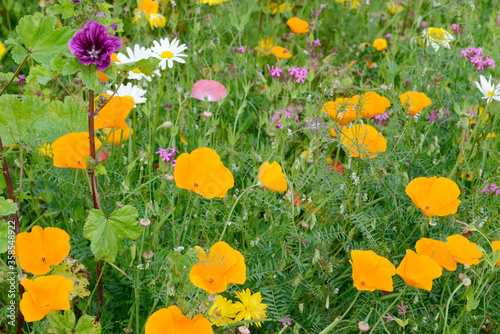 poppy and malva in flower medadow in the garden photo