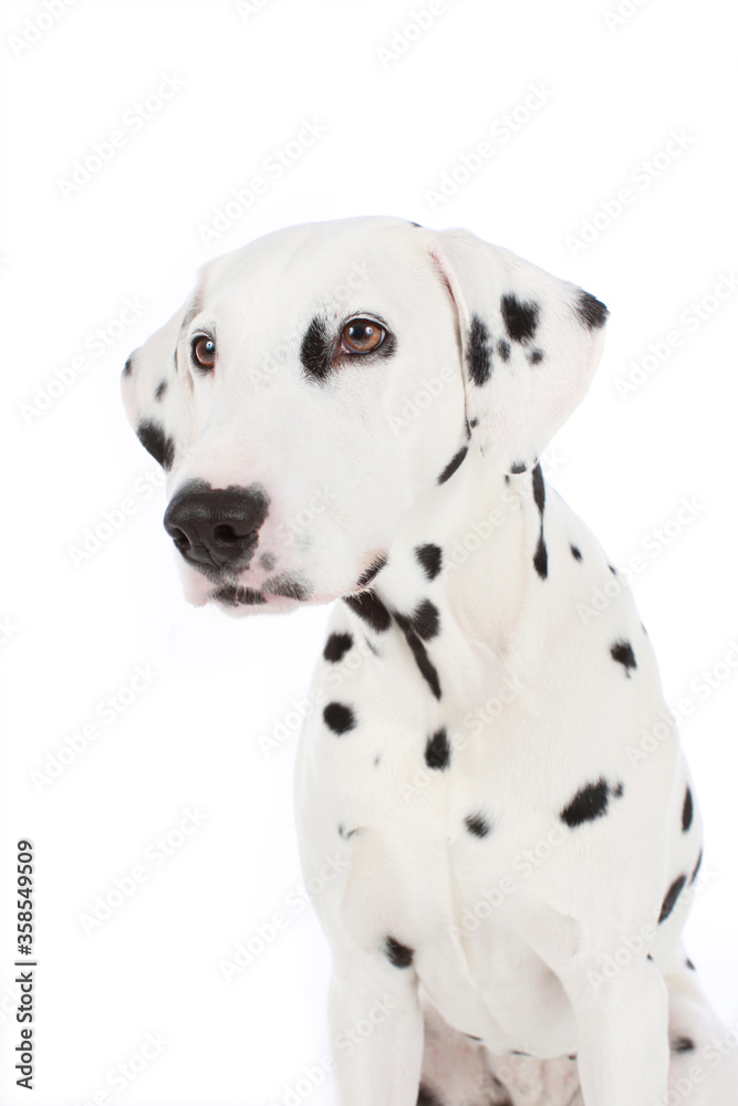 Portrait of a dalmatian dog isolated