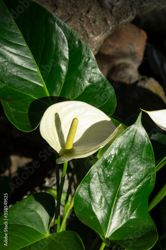 popular indoor plant spatifillum with a white flower photo