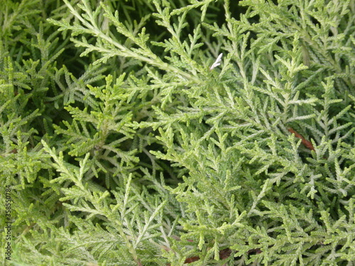 Coniferous Thuja or Arborvitaes or Cedar plant