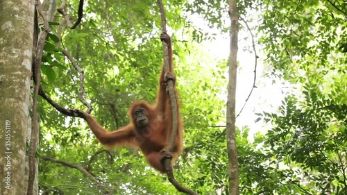 Wild orangutan climbing the vines in the wild jungle of Sumatra, Bukit Lawang. photo