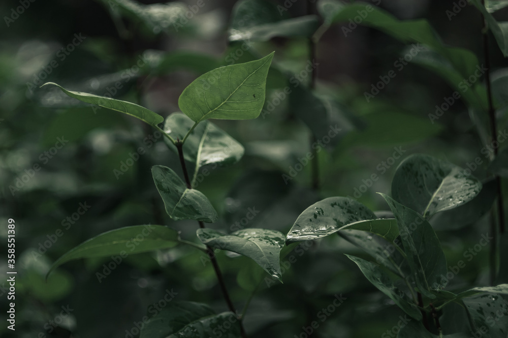 tropical leaves with drops on a black background. Close up