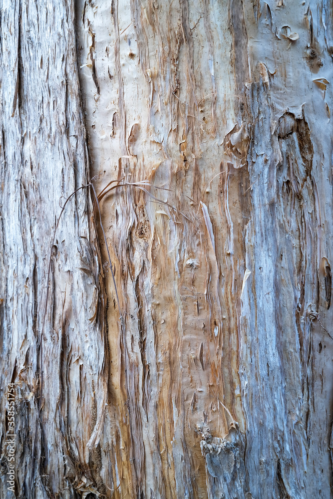 Obraz premium Close-up of the bark of the Melaleuca tree also known as Paperbark Tree, near Darwin in the Northern Territory of Australia