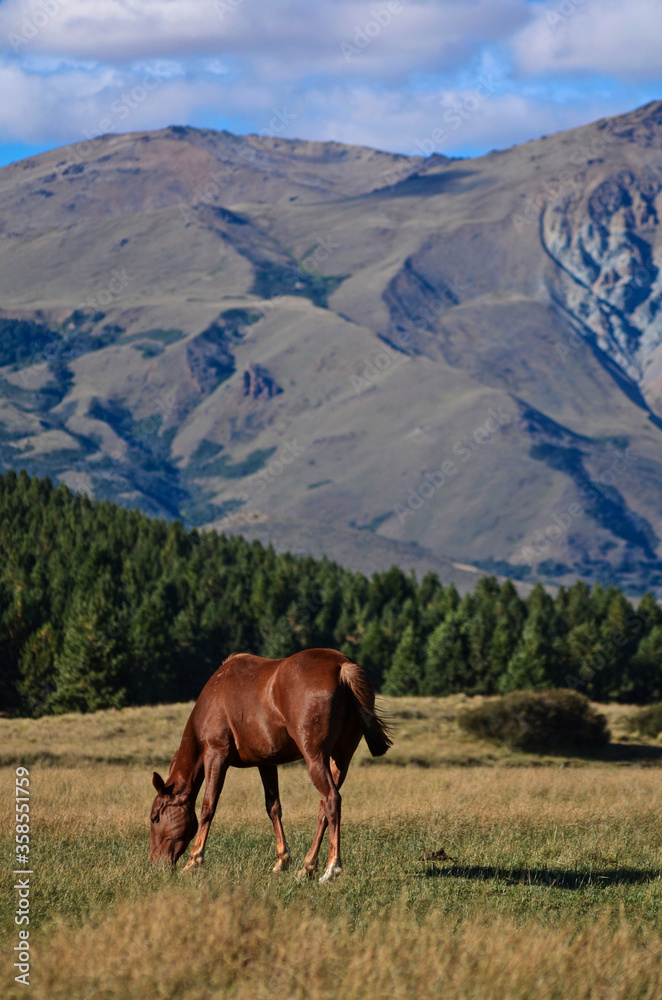 Horse grazing in Patagonia. Laguna la Zeta, Chubut Argentina