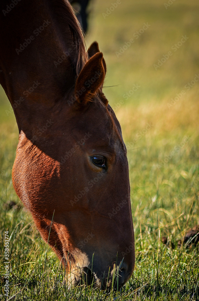 Obraz premium Horse grazing close-up in Patagonia. Laguna La Zeta, Chubut Argentina